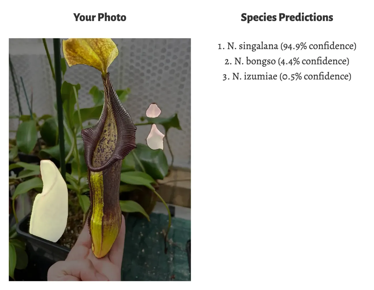 The identifier's results: my photo of a large dark pitcher held in my hand, with three other detected pitchers highlighted, beside the predictions N. singalana 94.9%, N. bongso 4.4% and N. izumiae 0.5%.