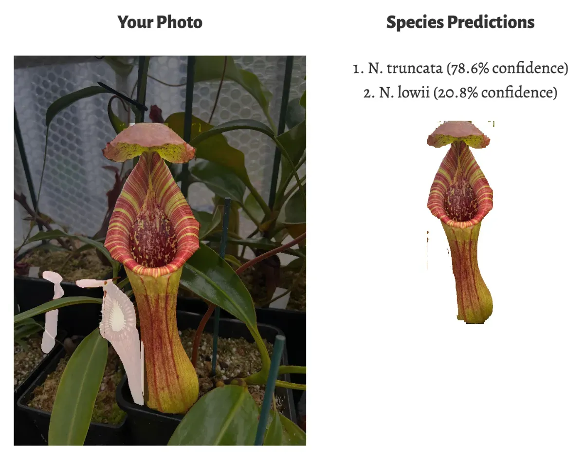 The identifier's results for a red-striped hybrid pitcher, with the predictions N. truncata 78.6% and N. lowii 20.8%.