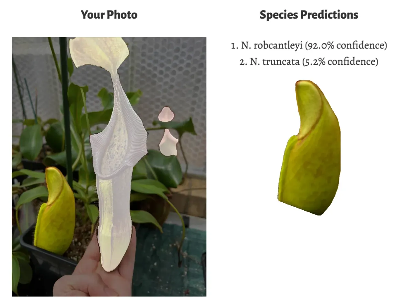 The same photo with the small, unopened green pitcher on the left selected, and the predictions N. robcantleyi 92.0% and N. truncata 5.2%.
