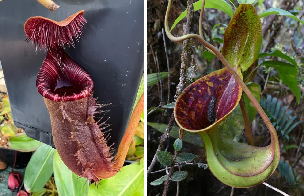 Two pitchers of Nepenthes lowii side by side. On the left, a squat, hairy, dark red lower pitcher with a ribbed rim and a bristly lid. On the right, a smooth green and maroon upper pitcher with a wide, flared mouth, hanging from a tendril in the forest.