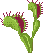 Venus flytrap